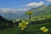 Corno Stella (2620 m) con tanti fiori, solo, in compagnia degli stambecchi il 25 giugno 2019 - FOTOGALLRY